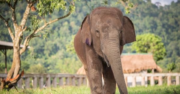 From Dogs to Elephants: Protecting Animals with a Rough Past